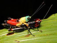 Biodiversity and Conservation